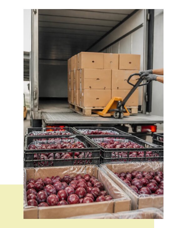 Перевозка алычи с соблюдением температурного режима в Ачинск